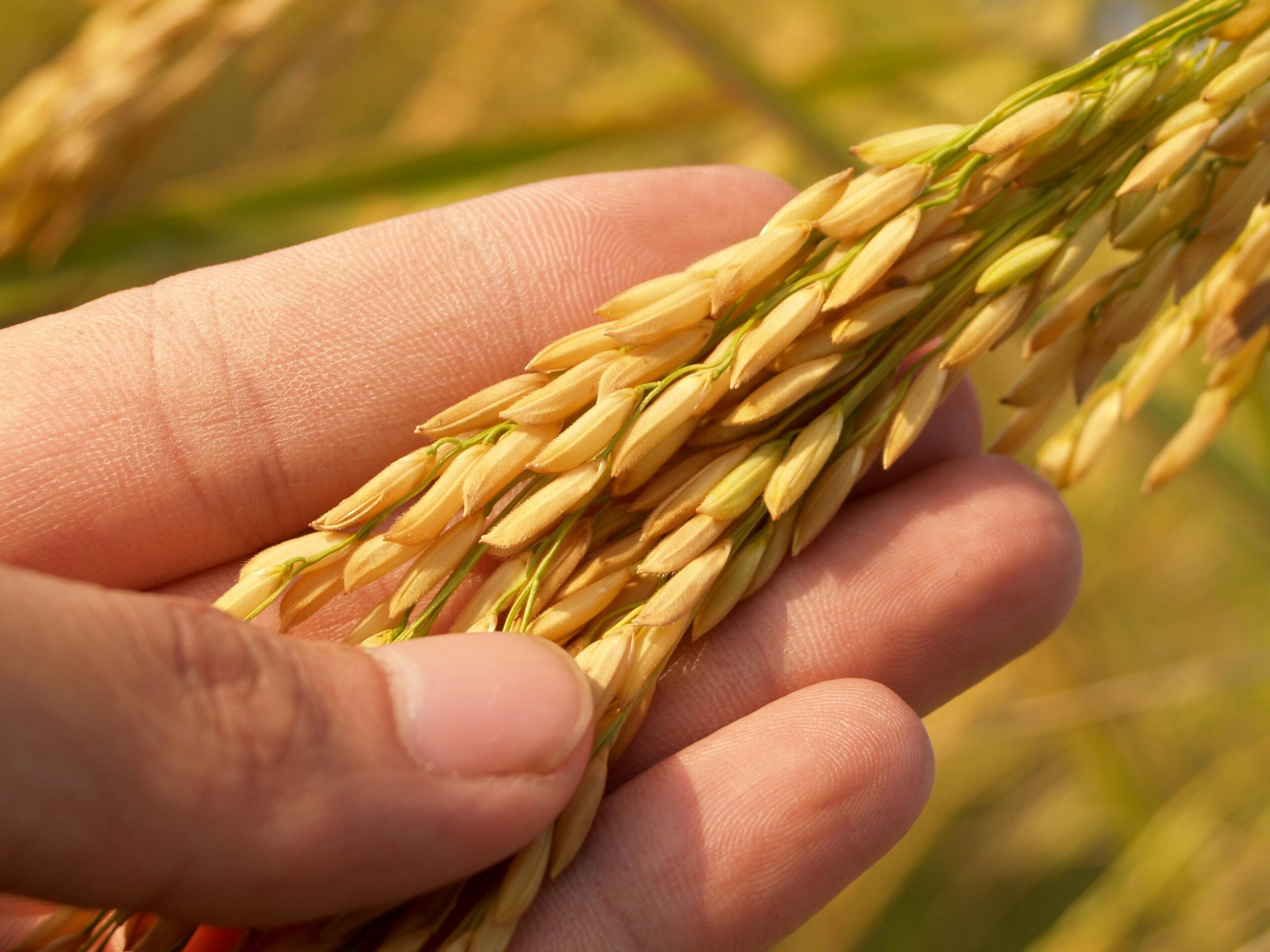 A detailed close-up of a hand holding ripe golden rice grains in a field.